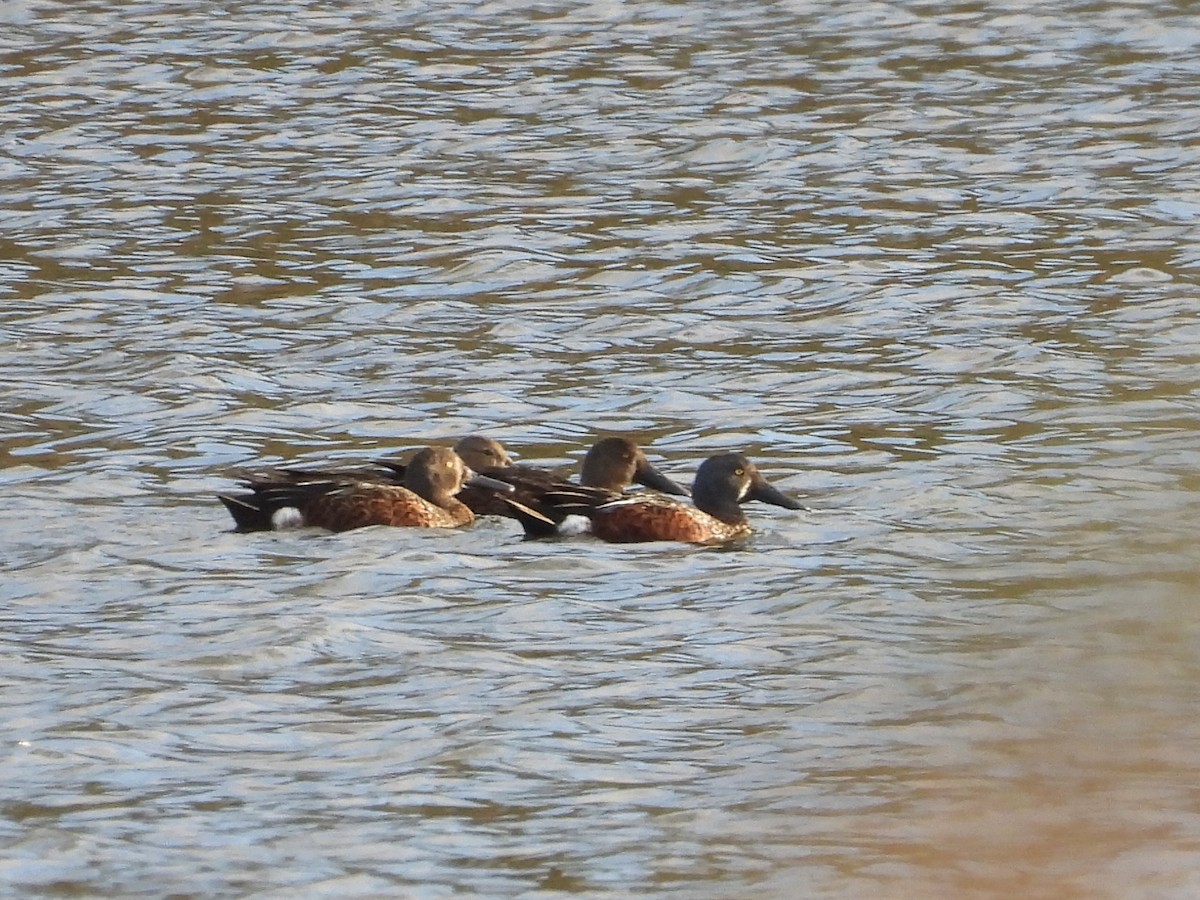 Canard bridé - ML635267596