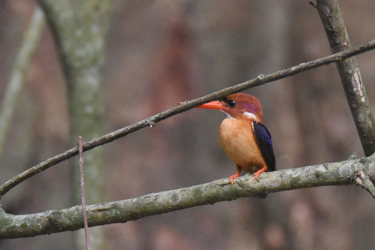 African Dwarf Kingfisher - ML635267706