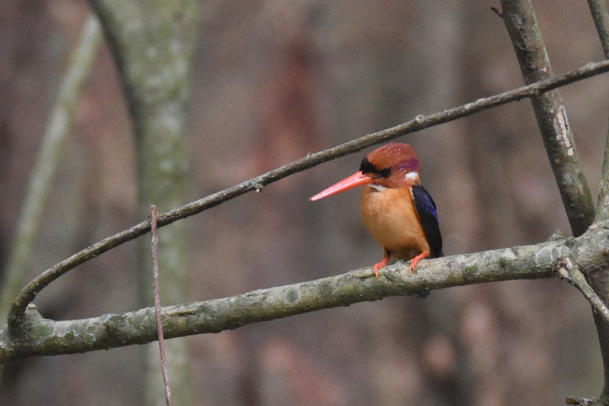 African Dwarf Kingfisher - ML635267707