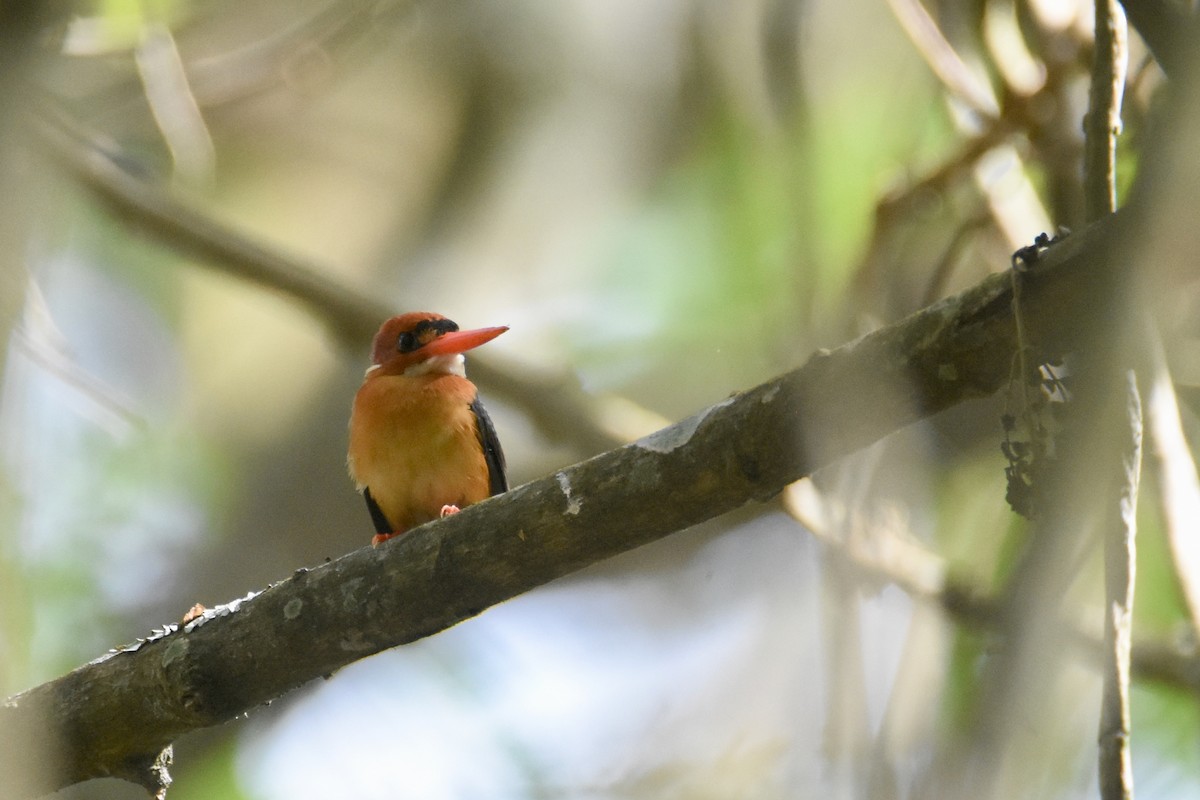 African Dwarf Kingfisher - ML635267708