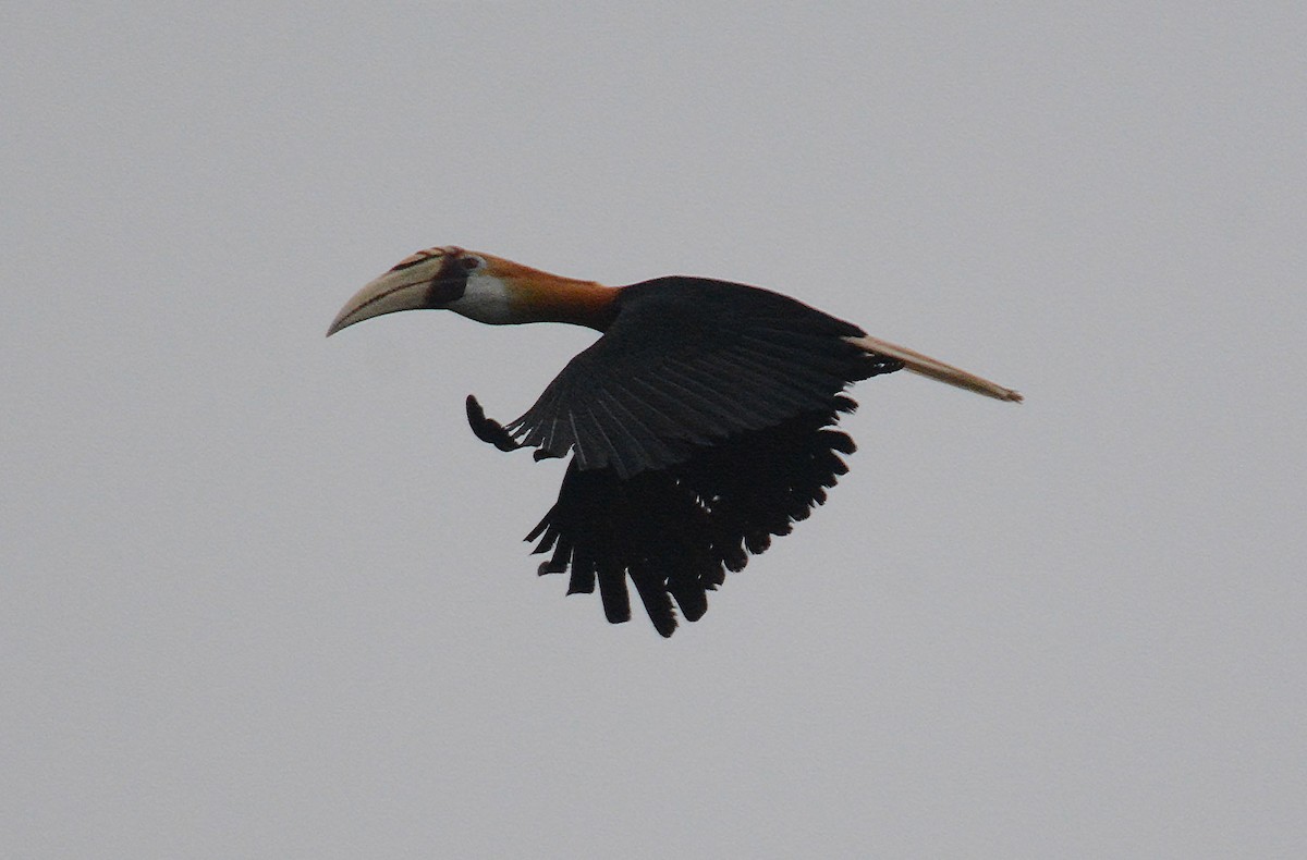 Blyth's Hornbill - ML635267714