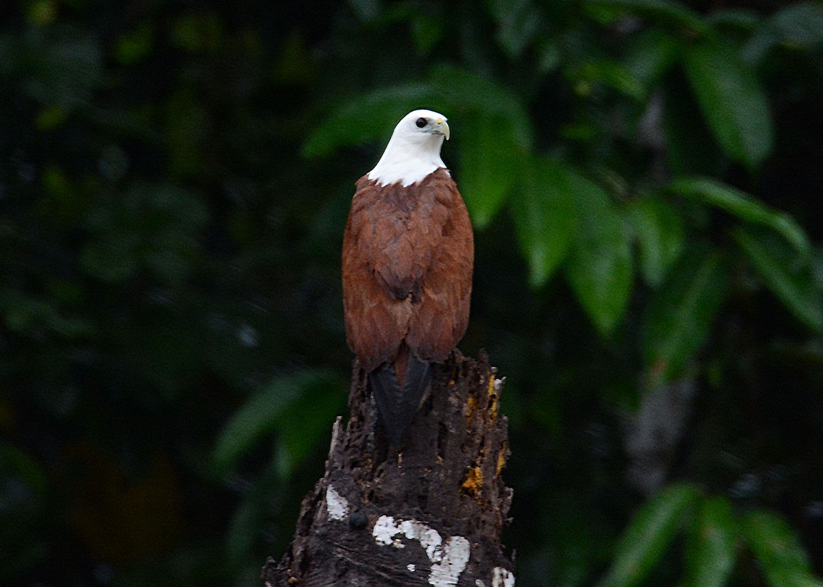 Brahminy Kite - ML635267891