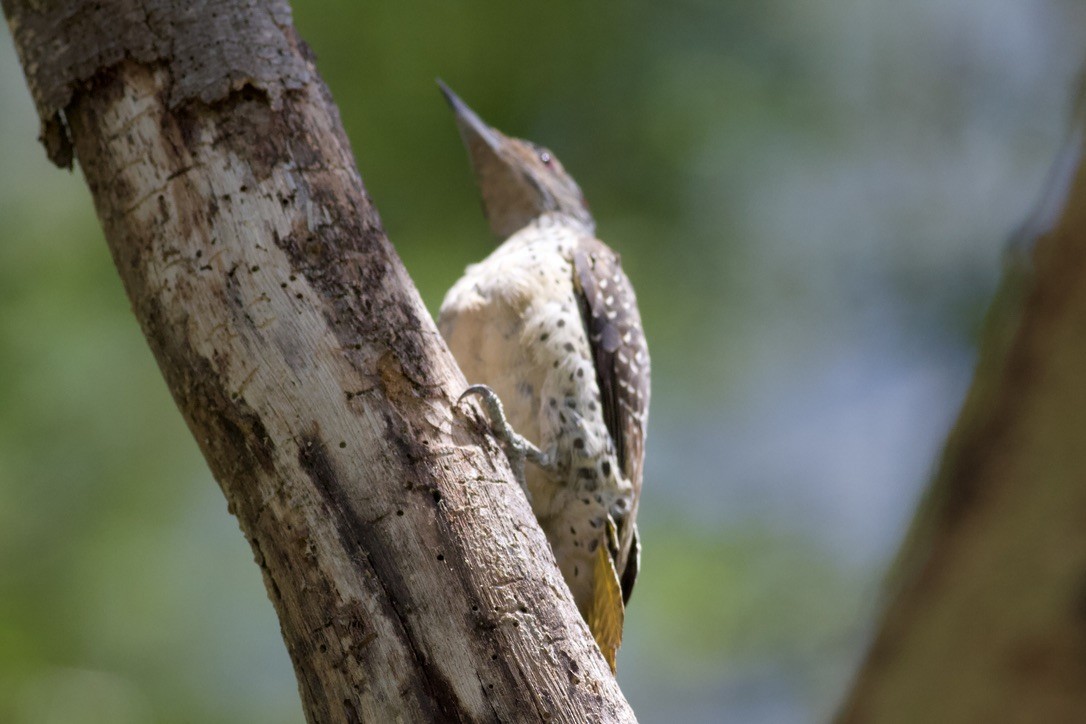 Nubian Woodpecker - ML635267957
