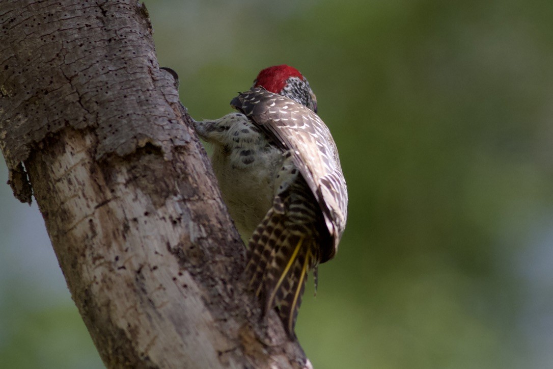 Nubian Woodpecker - ML635267958