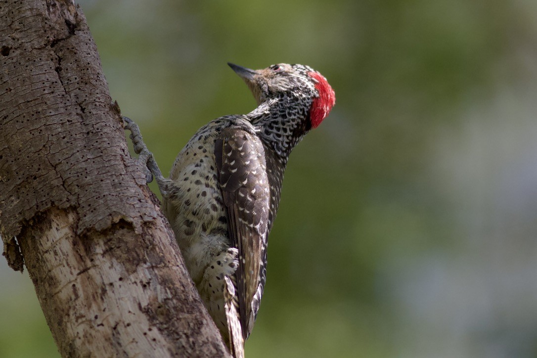 Nubian Woodpecker - ML635267959
