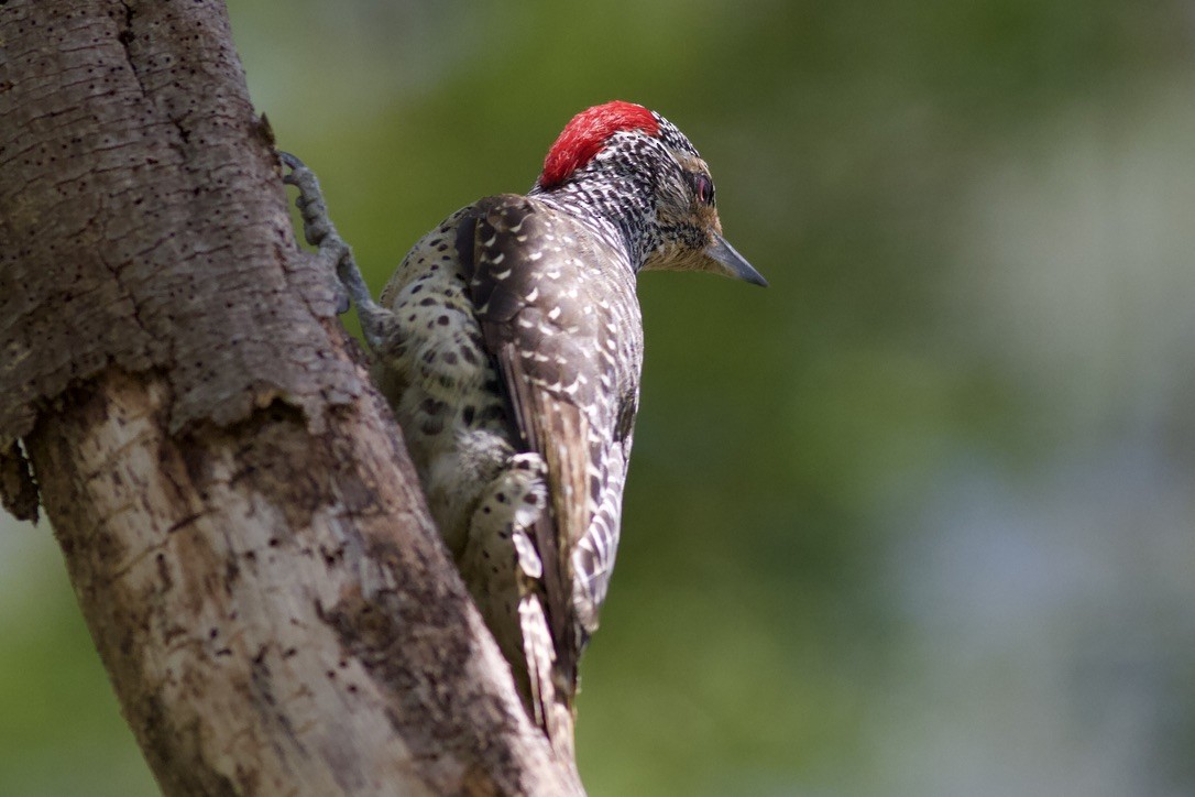 Nubian Woodpecker - ML635267960