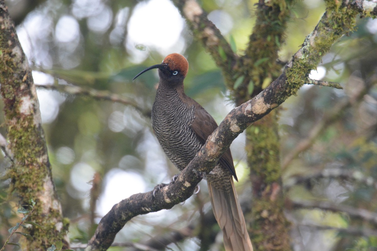 Brown Sicklebill - ML635268000