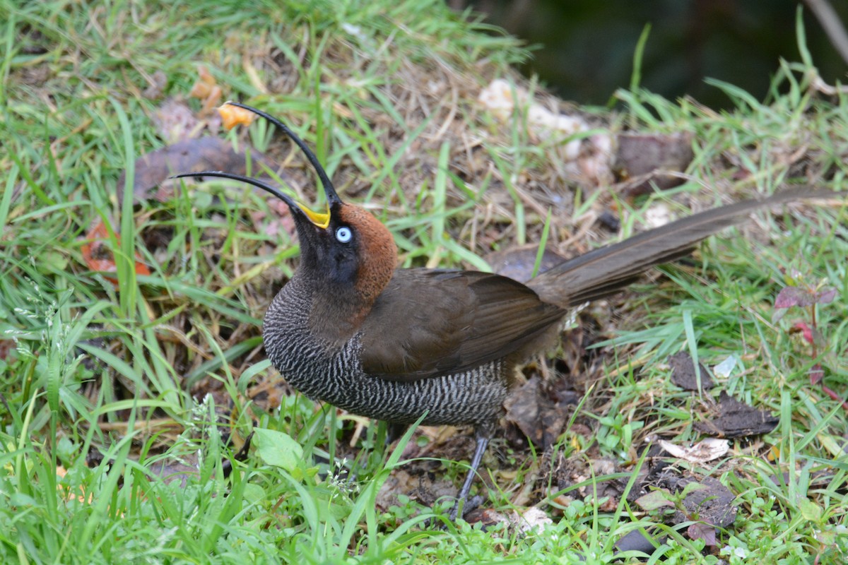 Brown Sicklebill - ML635268003