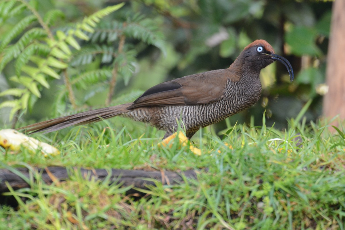 Brown Sicklebill - ML635268004