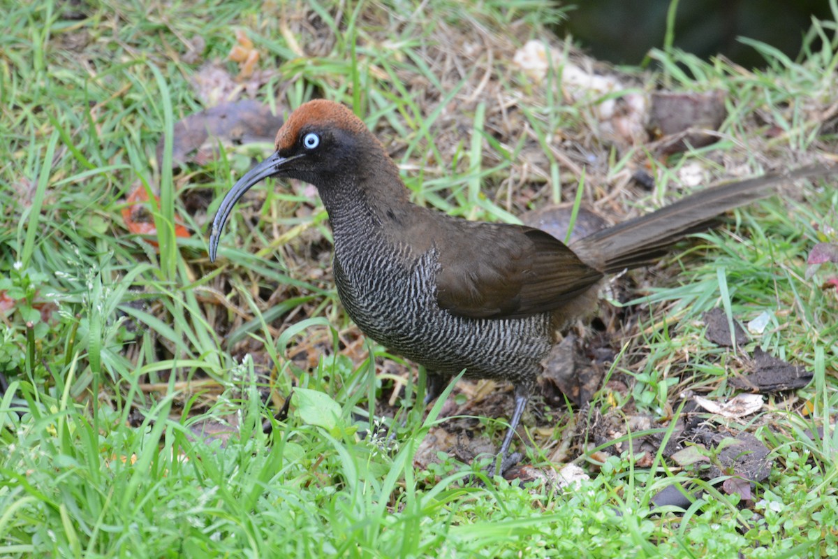 Brown Sicklebill - ML635268005