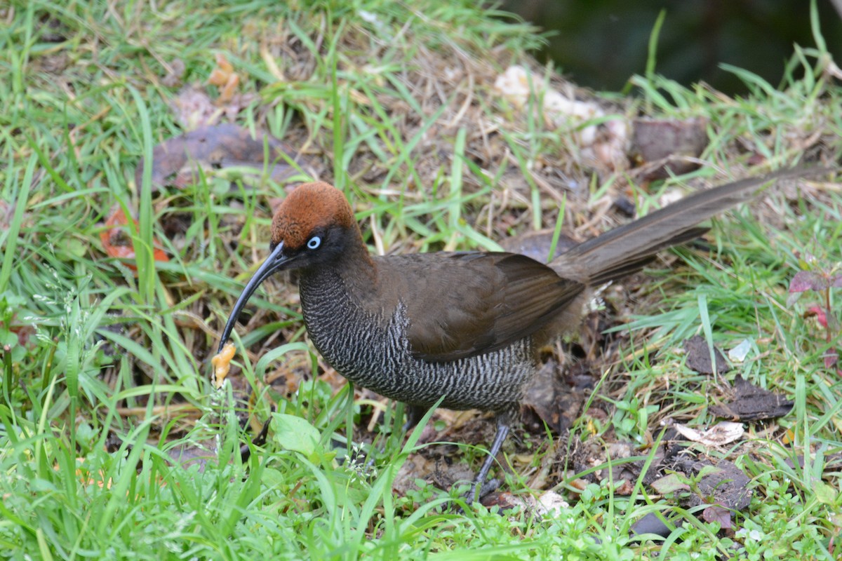 Brown Sicklebill - ML635268006