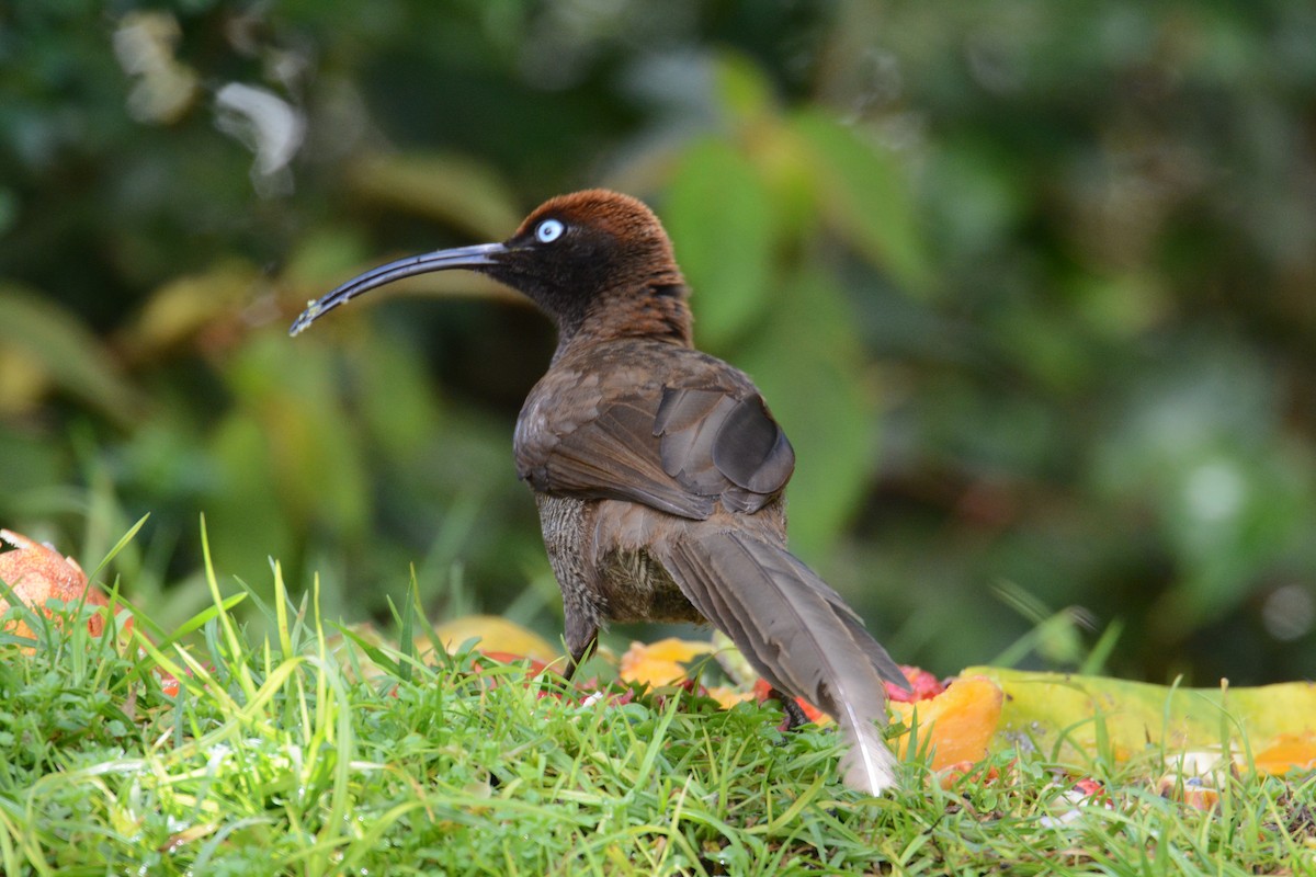 Brown Sicklebill - ML635268010