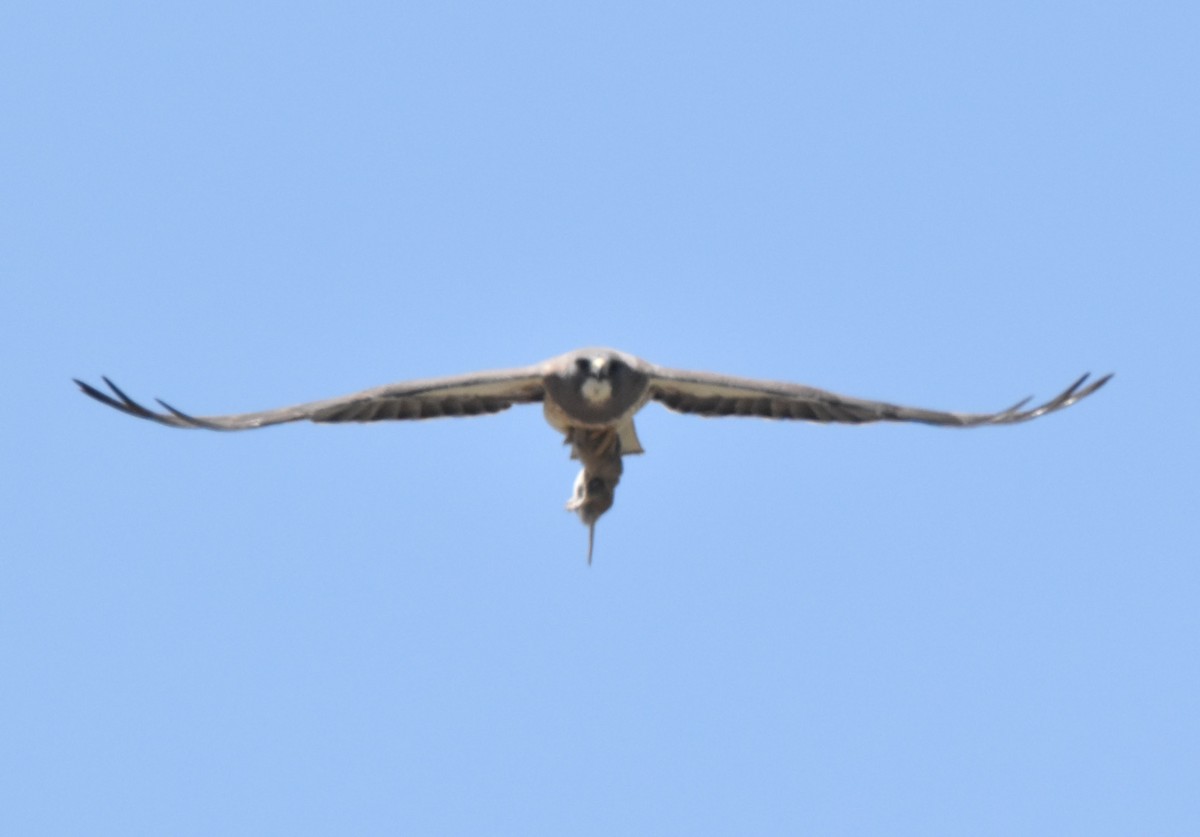 Swainson's Hawk - ML635268058