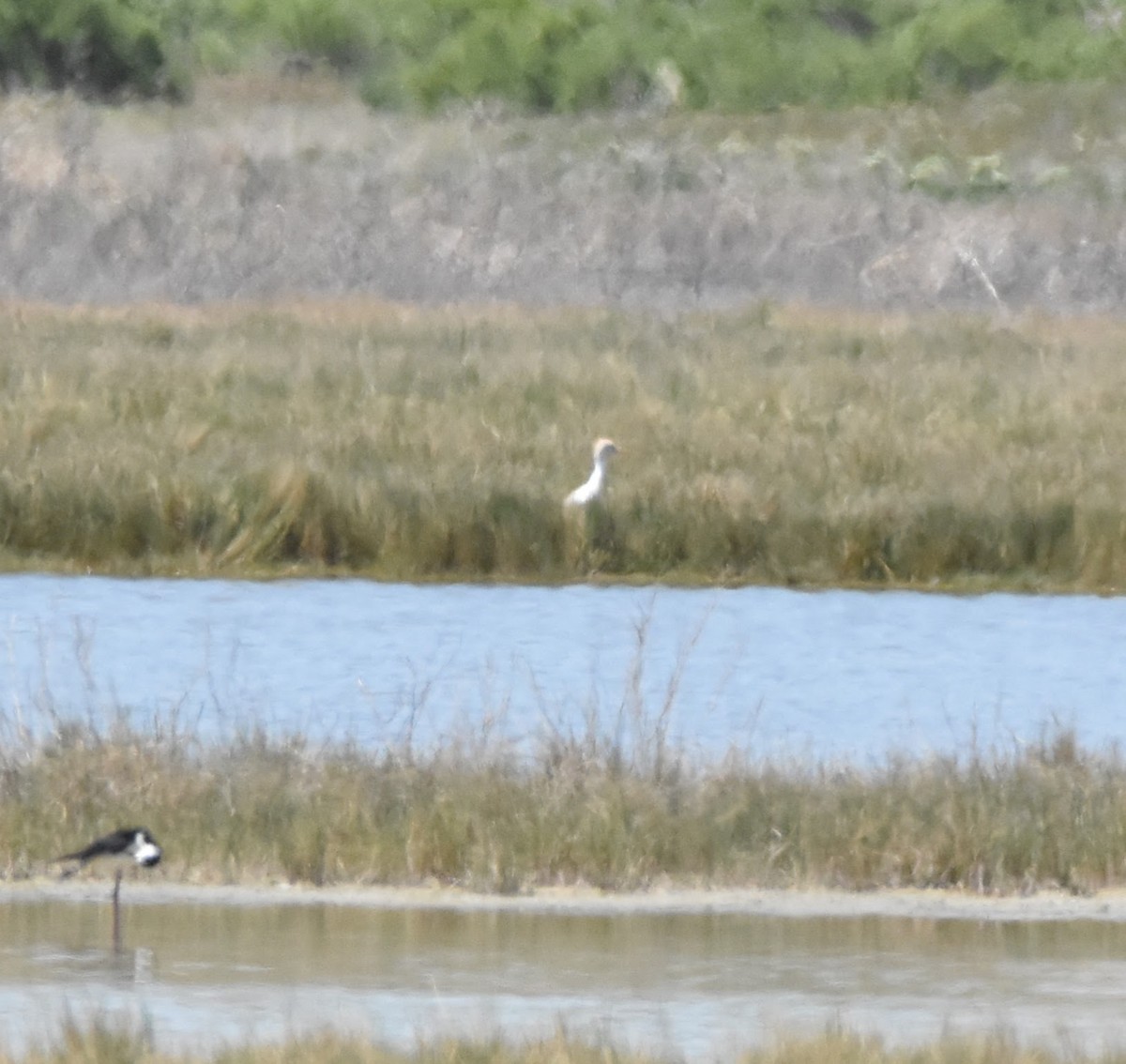 Western Cattle-Egret - ML635268078