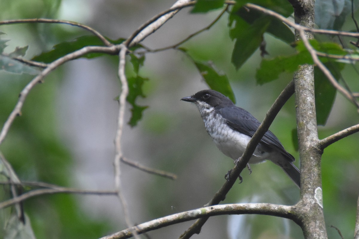 African Forest-Flycatcher (Eastern) - ML635268092
