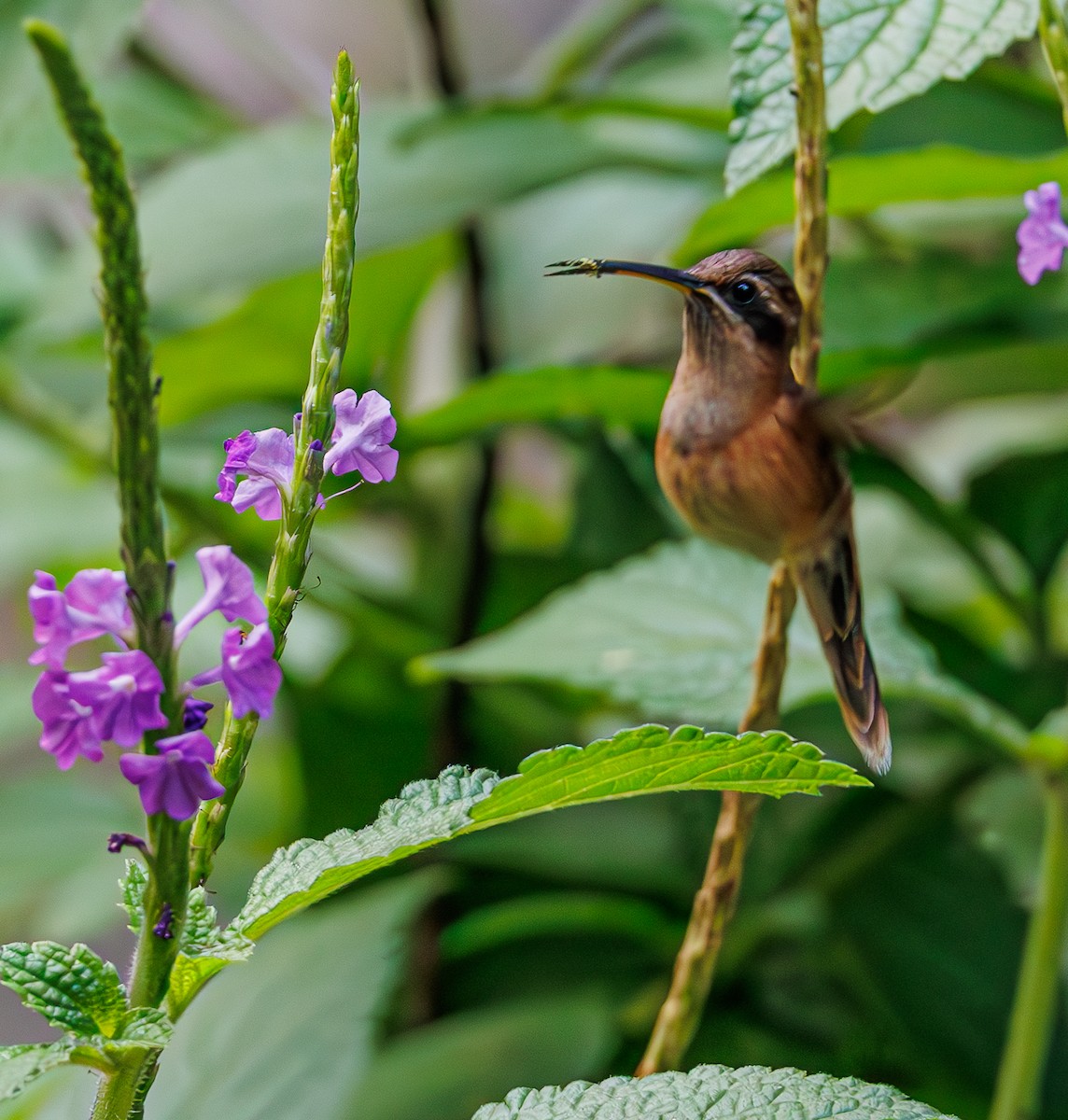 Stripe-throated Hermit - ML635268147