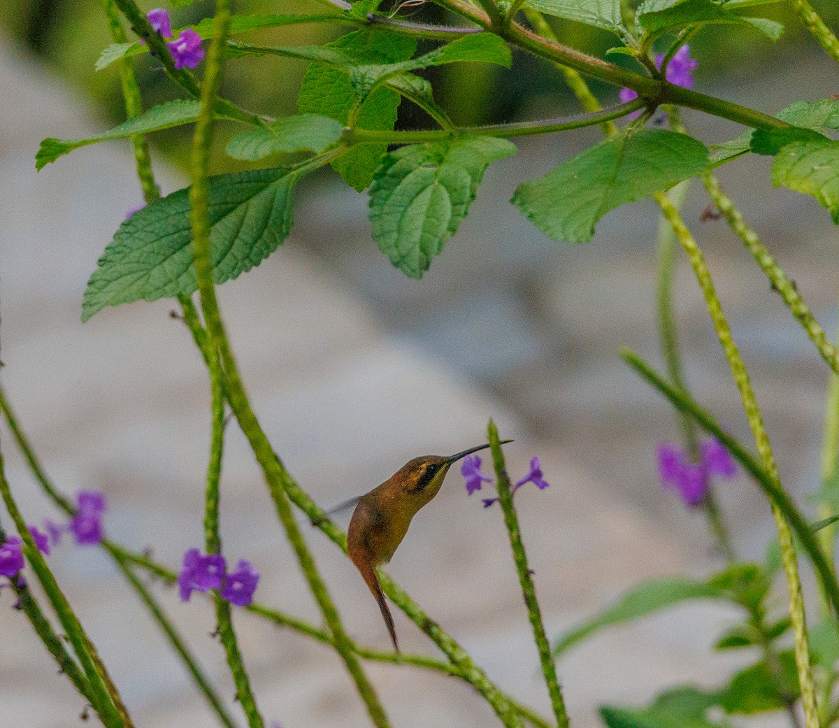 Stripe-throated Hermit - ML635268153