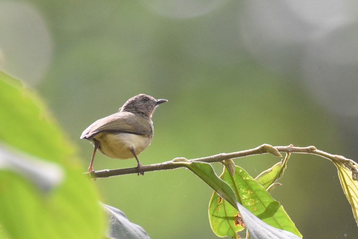 Lemon-bellied Crombec - ML635268185