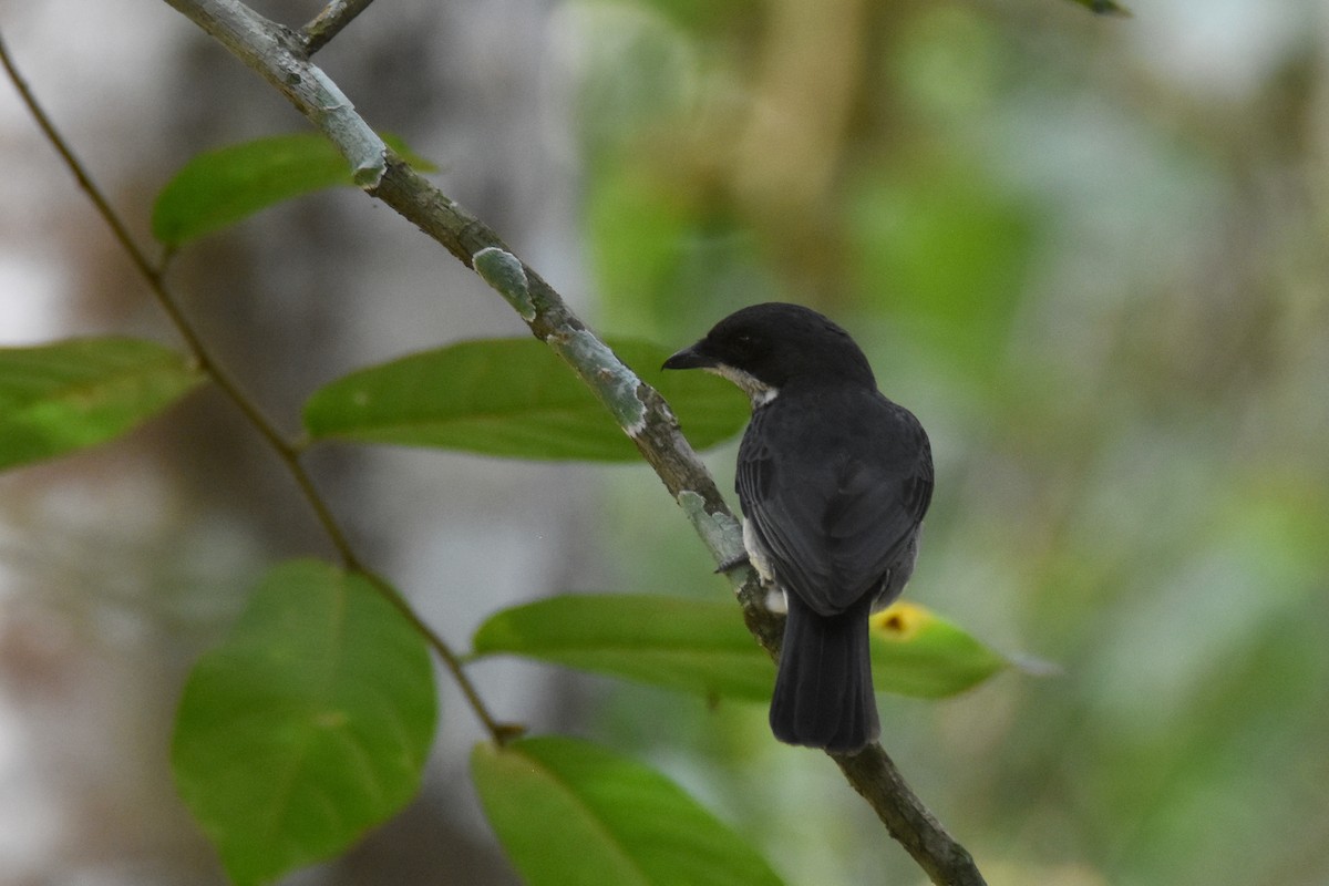 African Forest-Flycatcher (Eastern) - ML635268211