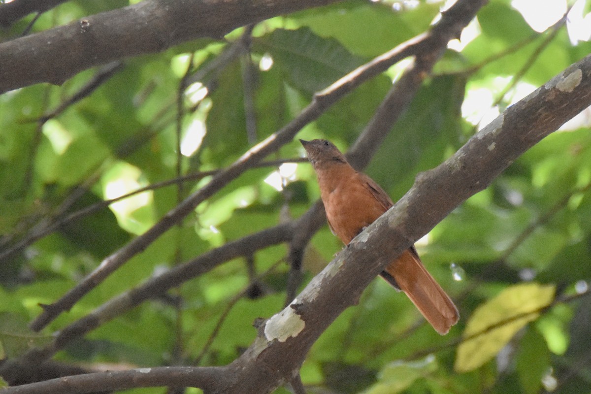 Rufous Flycatcher-Thrush - ML635268257