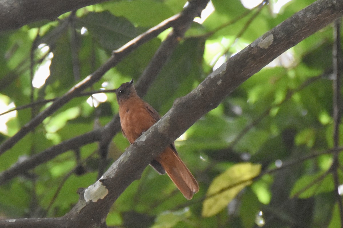 Rufous Flycatcher-Thrush - ML635268259