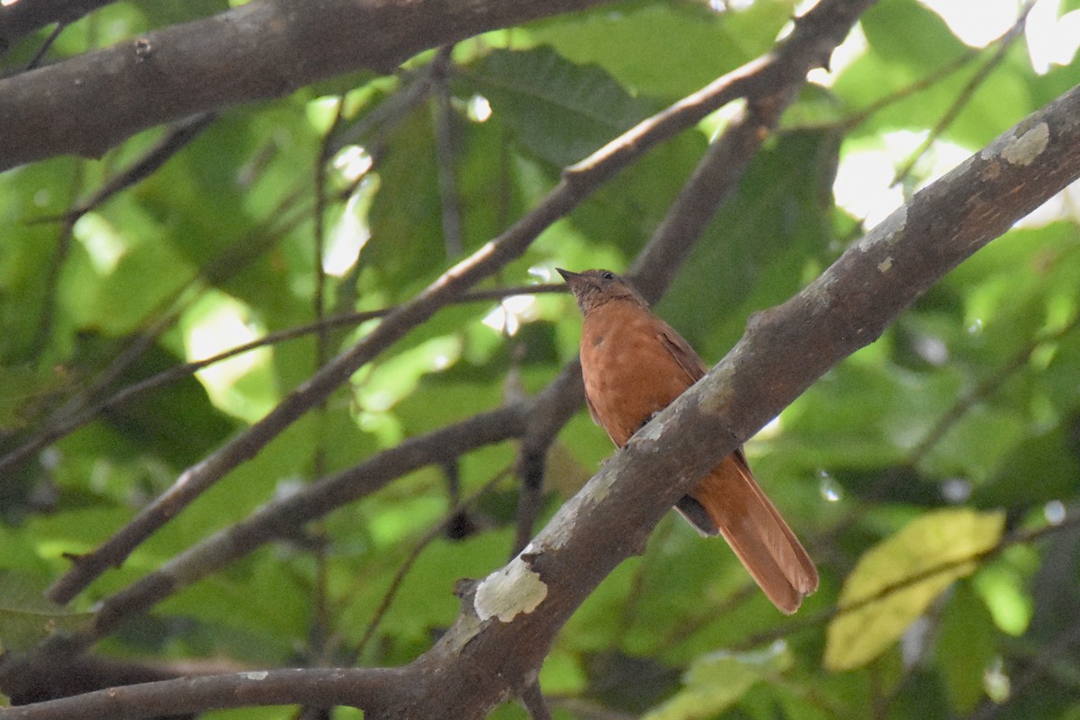 Rufous Flycatcher-Thrush - ML635268260