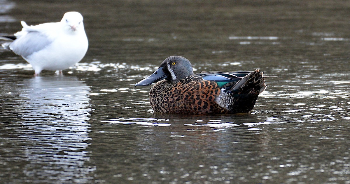 Canard bridé - ML635268291