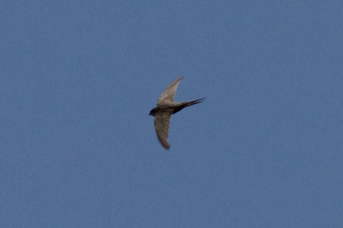 Scarce Swift - ML635268338