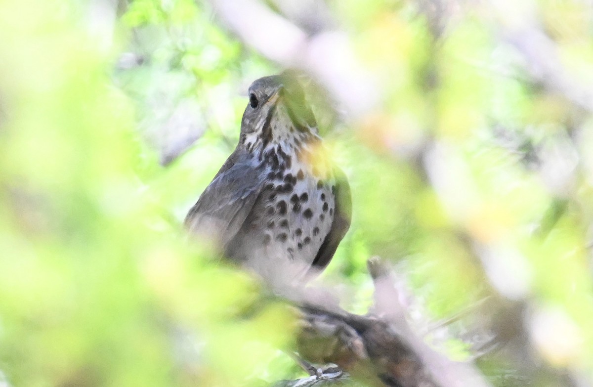 Hermit Thrush - ML635268357