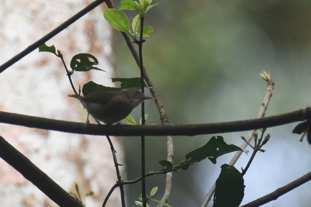 Olive-green Camaroptera - ML635268380