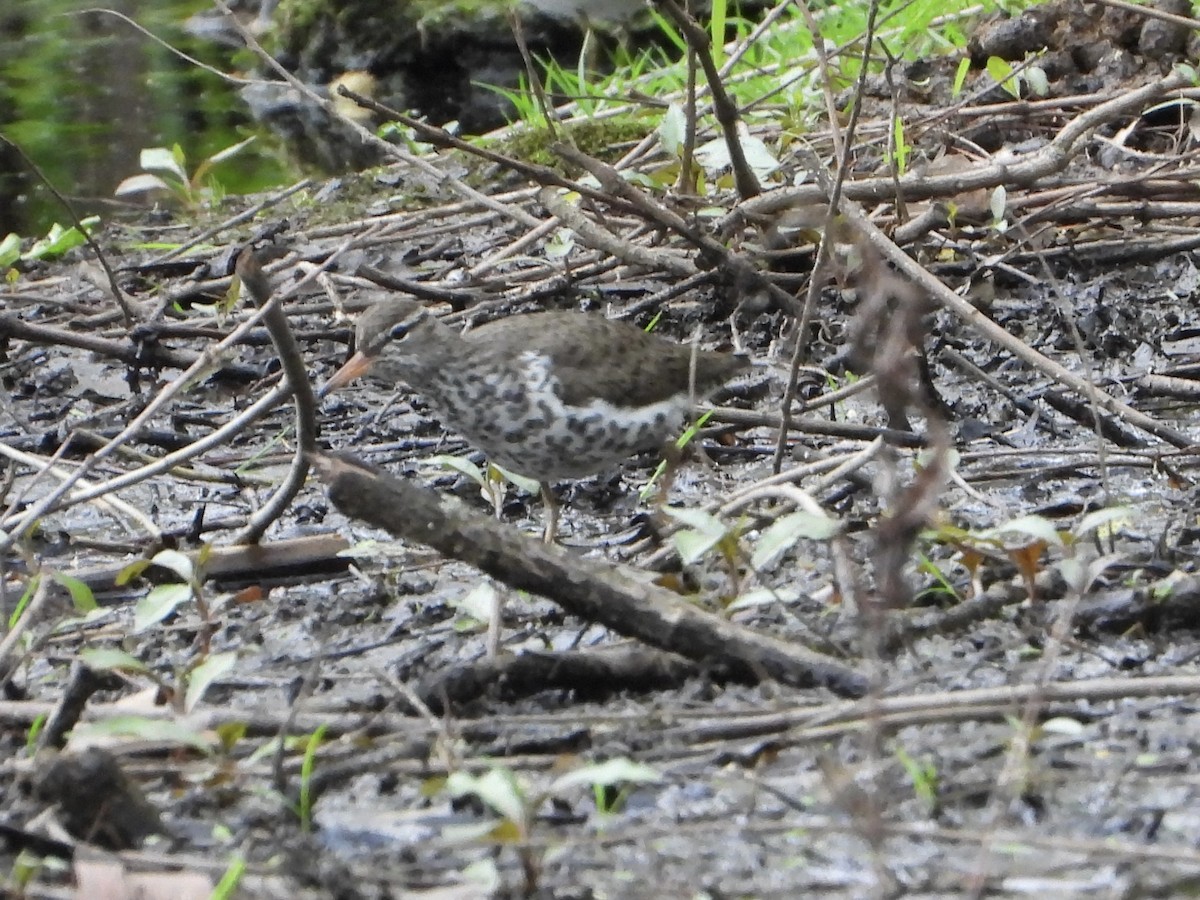 Spotted Sandpiper - ML635268406