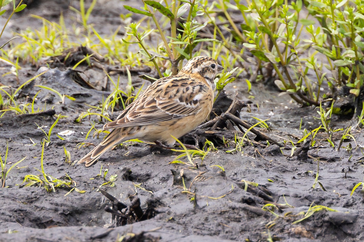 Smith's Longspur - ML635268407