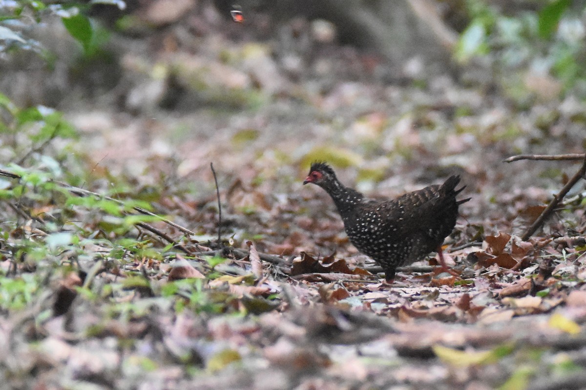 Nahan's Partridge - ML635268506