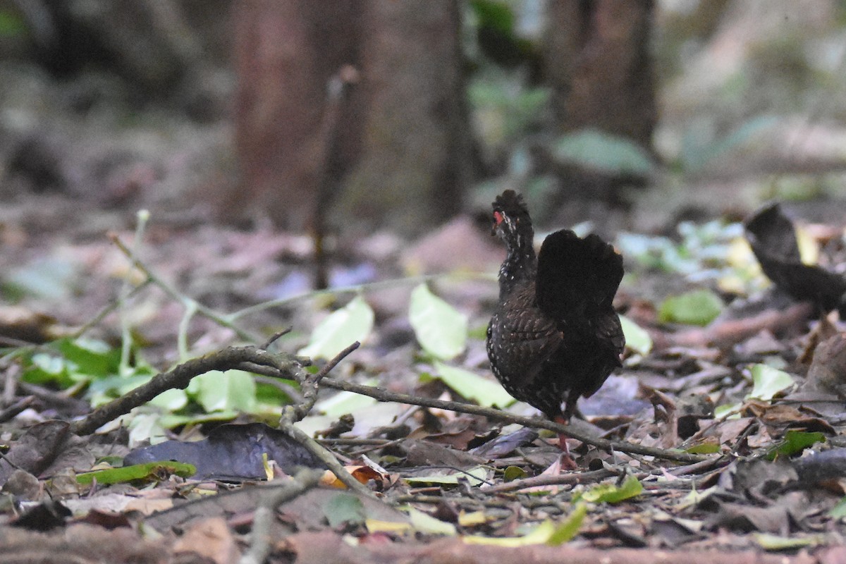 Nahan's Partridge - ML635268507