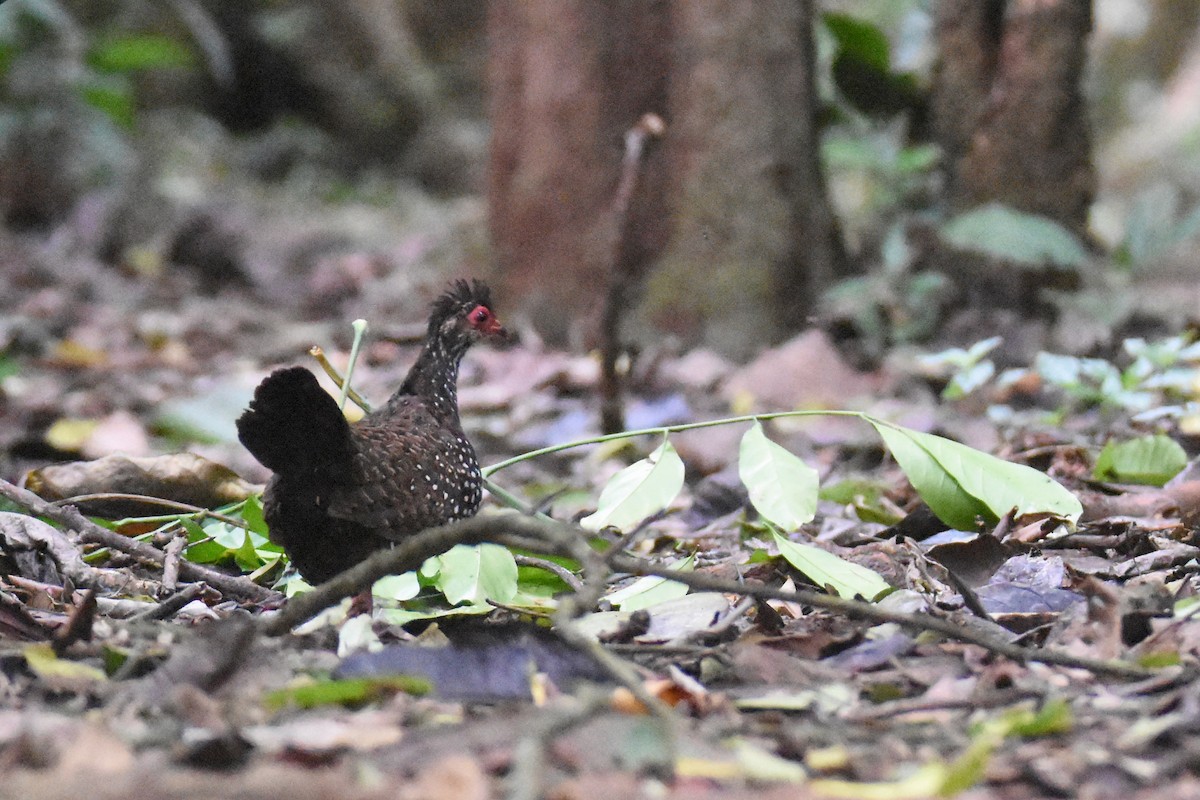Nahan's Partridge - ML635268508