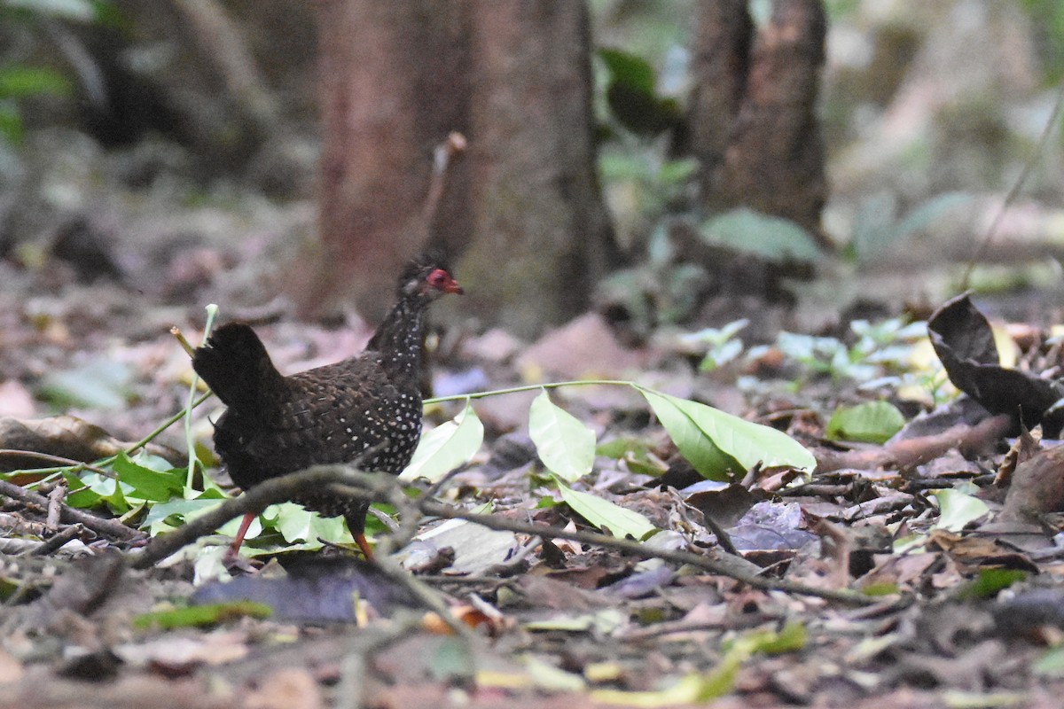 Nahan's Partridge - ML635268509