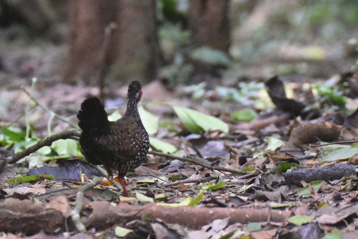 Nahan's Partridge - ML635268510