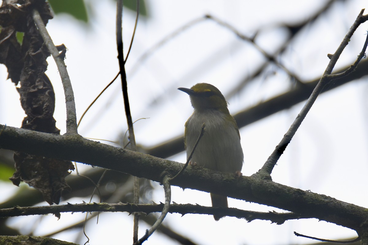 Yellow-browed Camaroptera - ML635268571