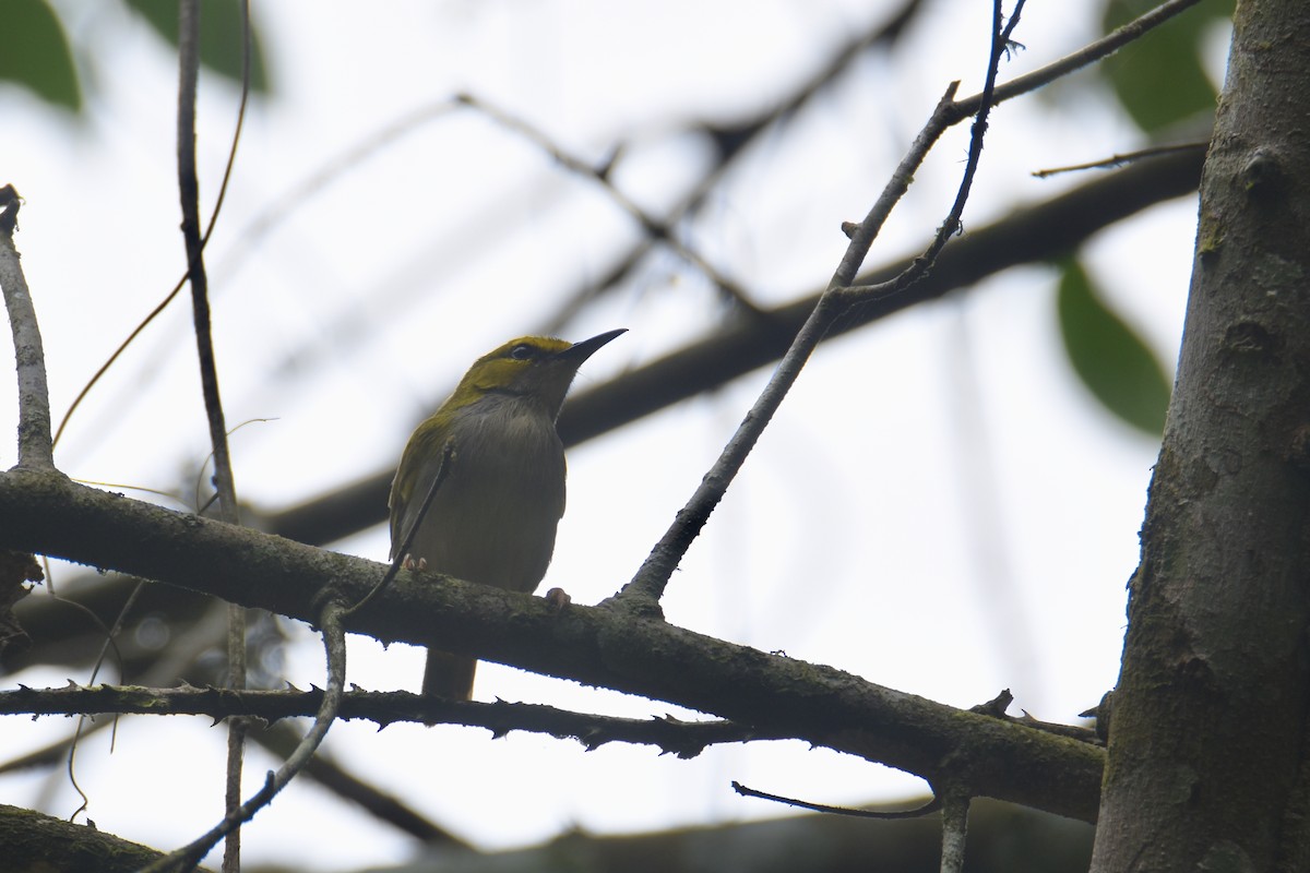 Yellow-browed Camaroptera - ML635268572