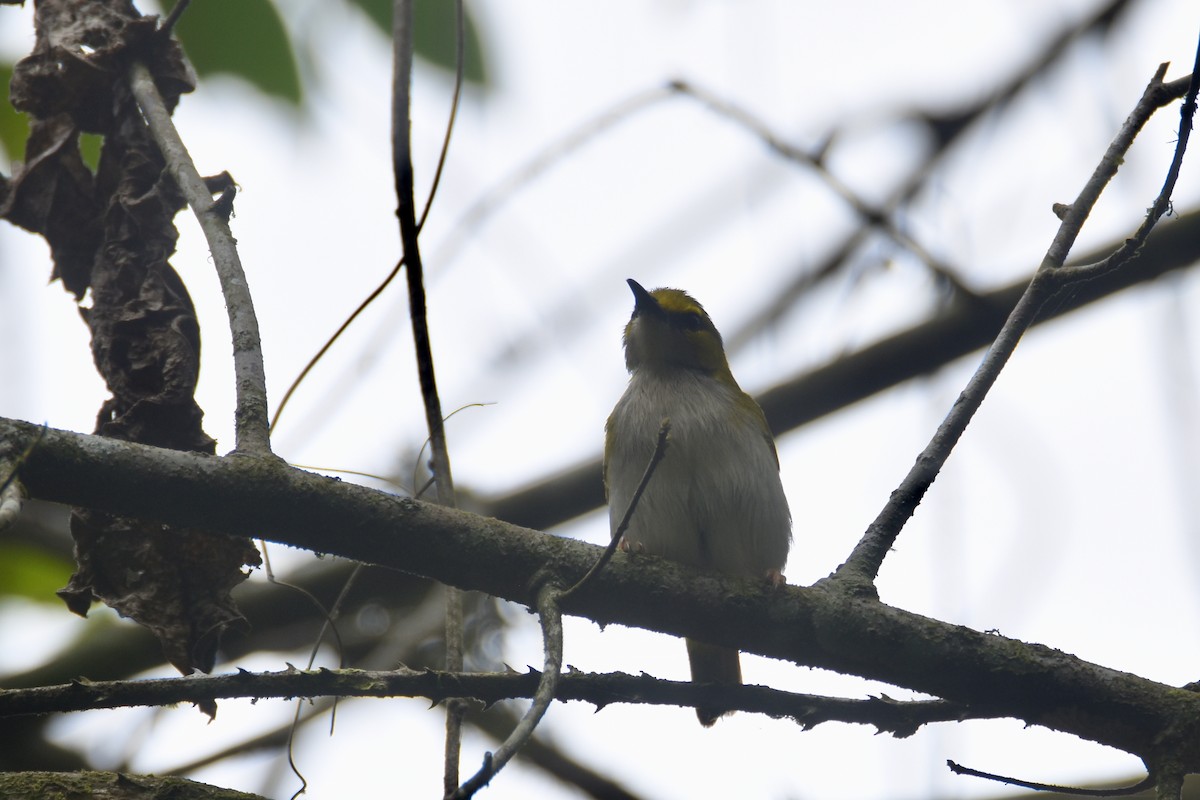 Yellow-browed Camaroptera - ML635268573