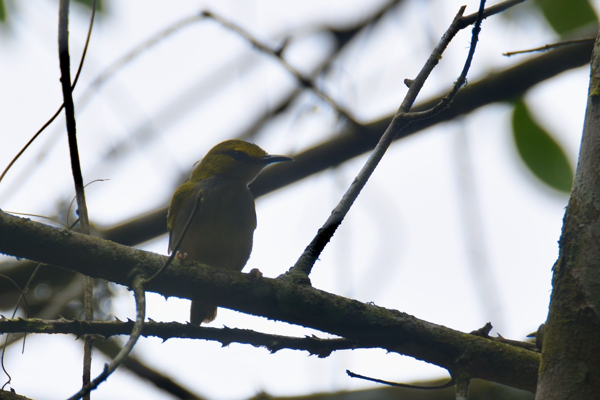 Yellow-browed Camaroptera - ML635268574