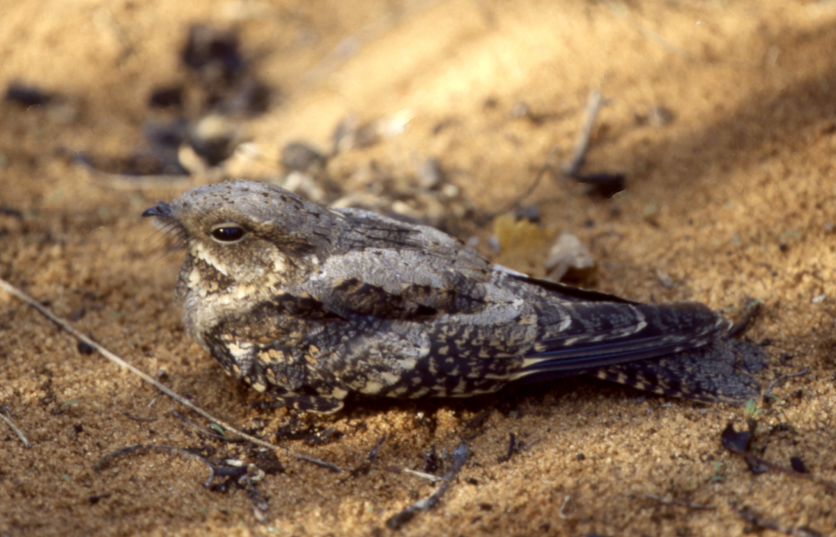 Madagascar Nightjar - ML635268628