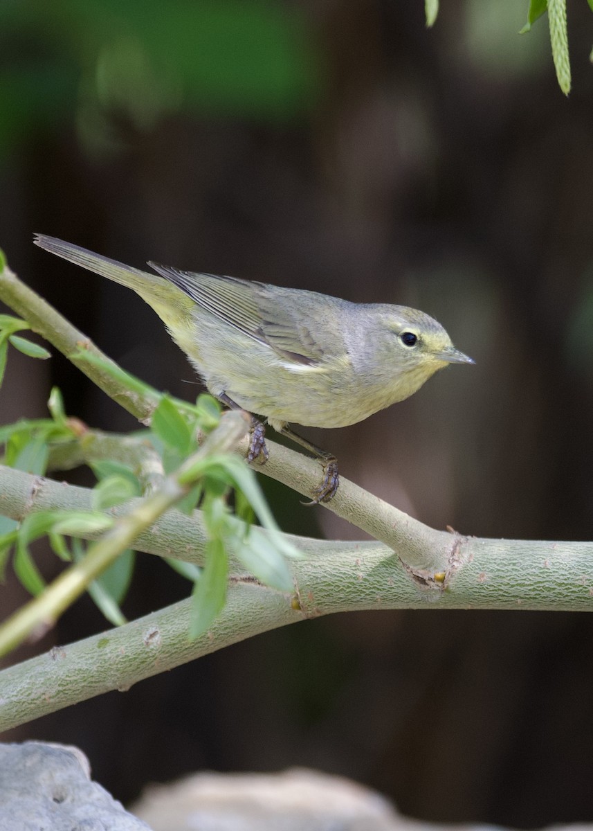 Orange-crowned Warbler - ML635268634