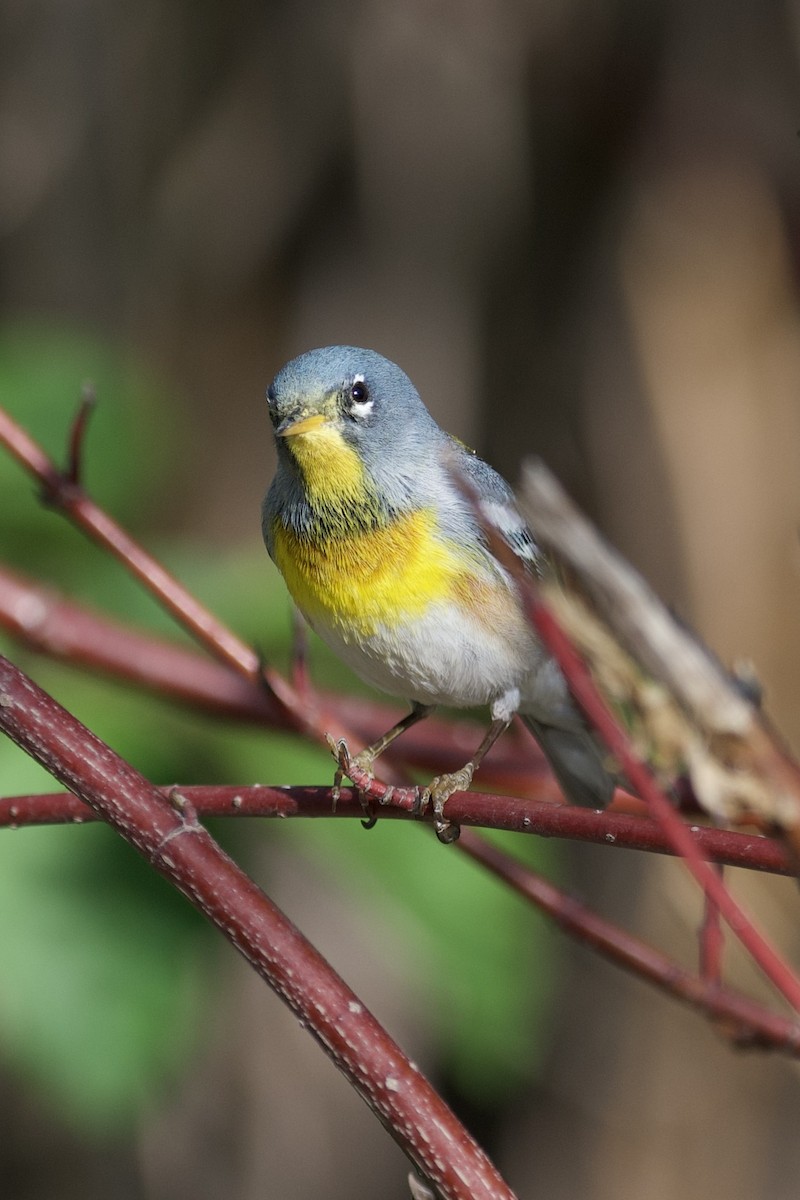 Northern Parula - ML635268644
