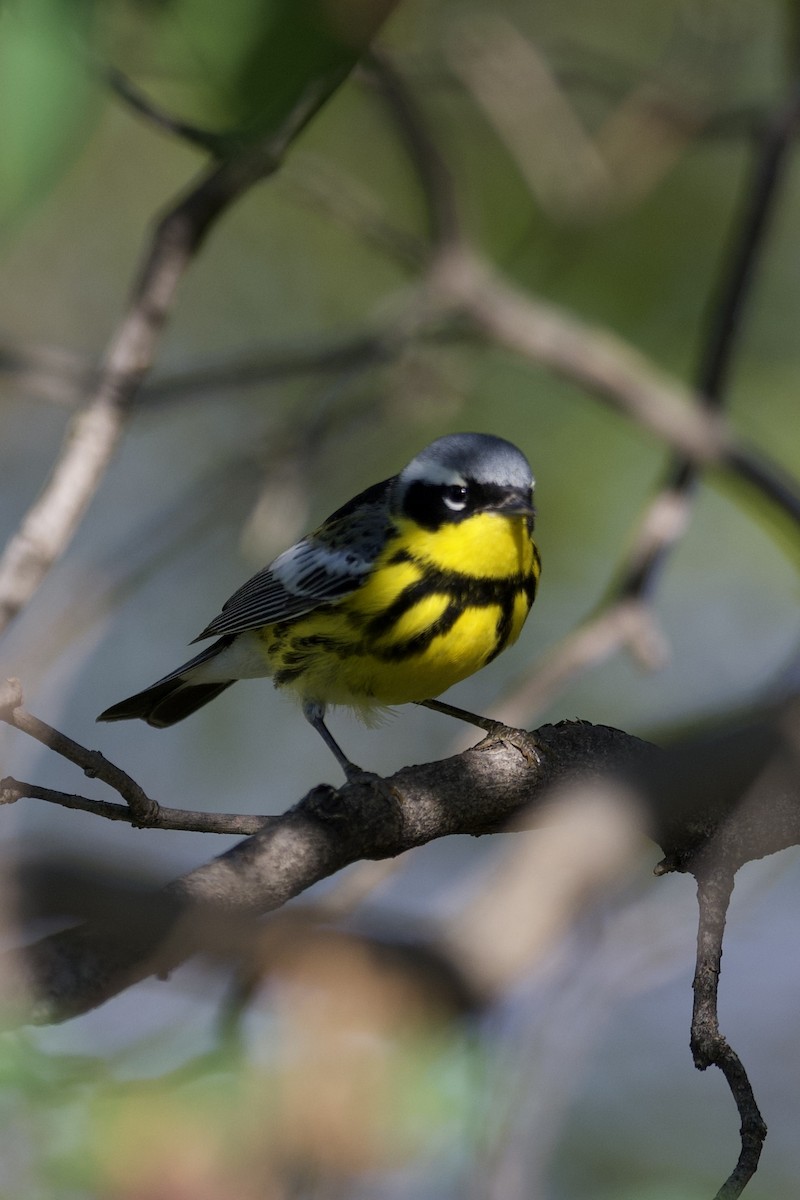 Magnolia Warbler - ML635268649