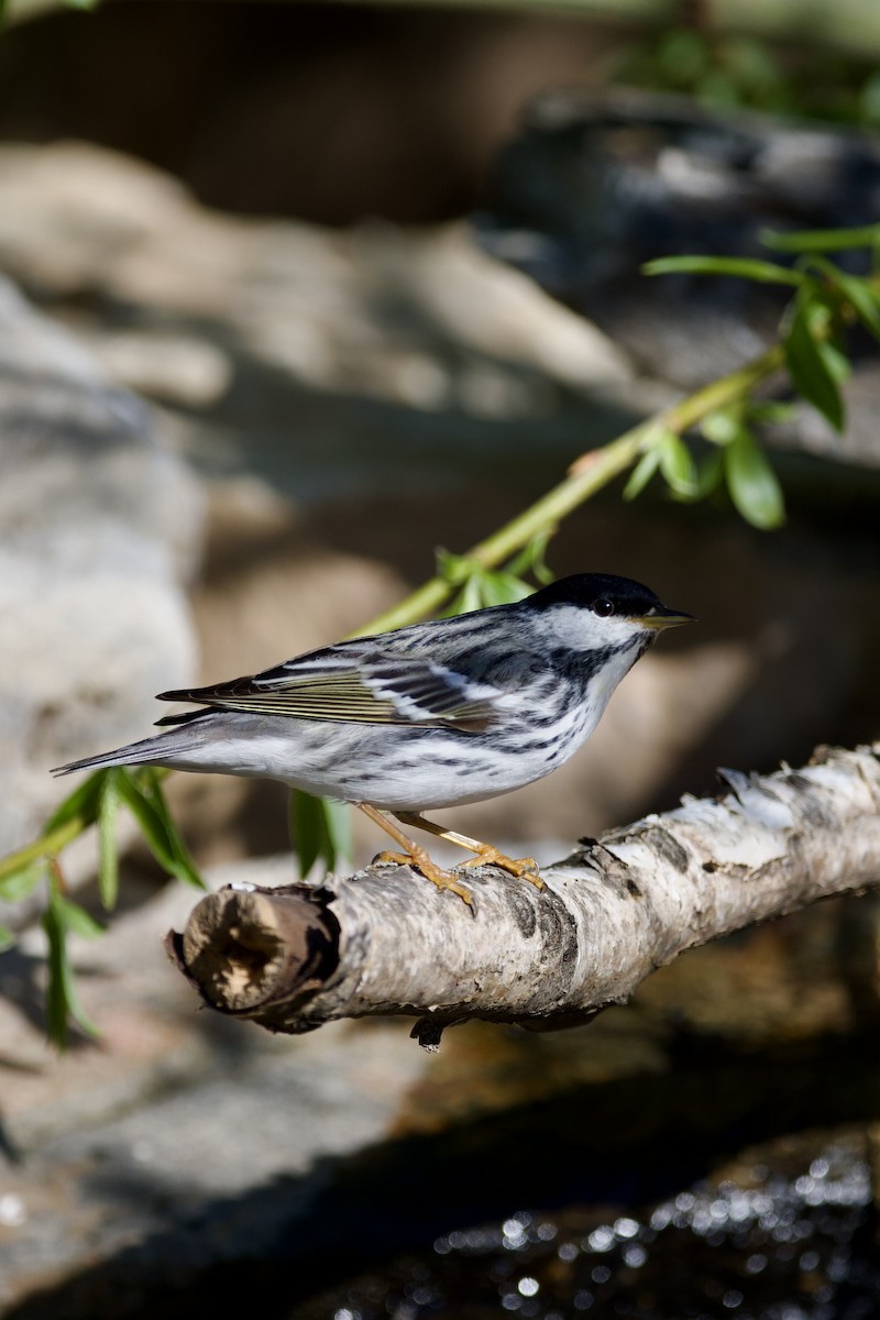 Blackpoll Warbler - ML635268659