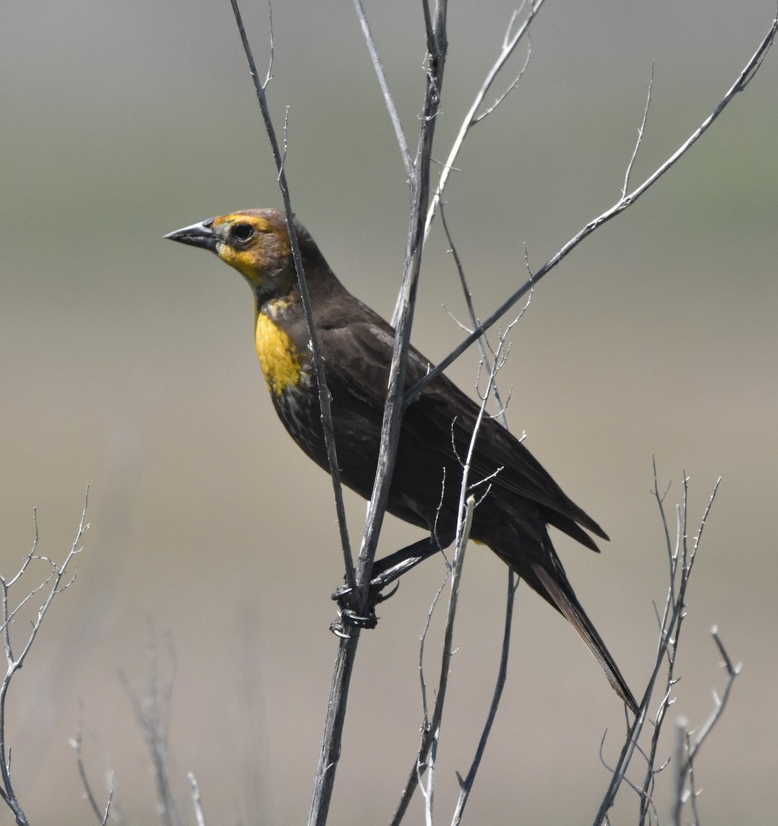 Yellow-headed Blackbird - ML635268682