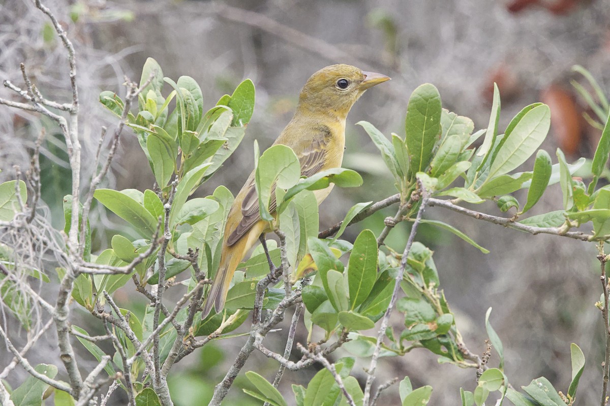 Summer Tanager - ML635268698