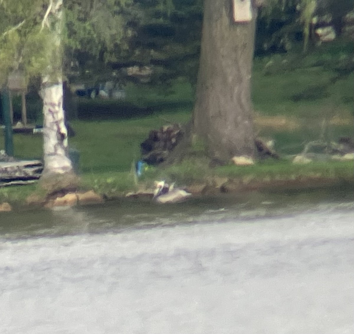 Brown Pelican - ML635268700