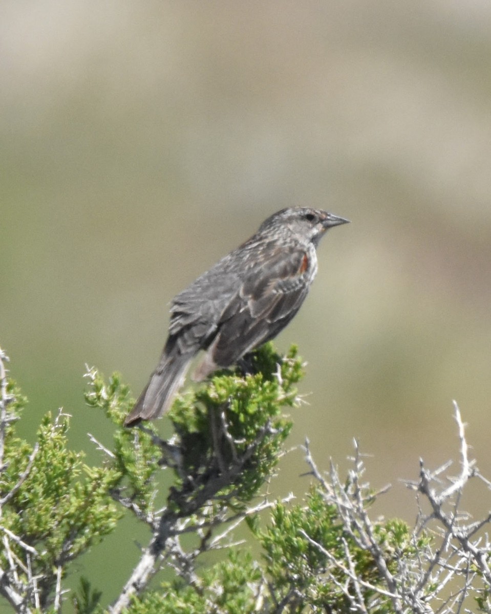 Red-winged Blackbird (Red-winged) - ML635268706